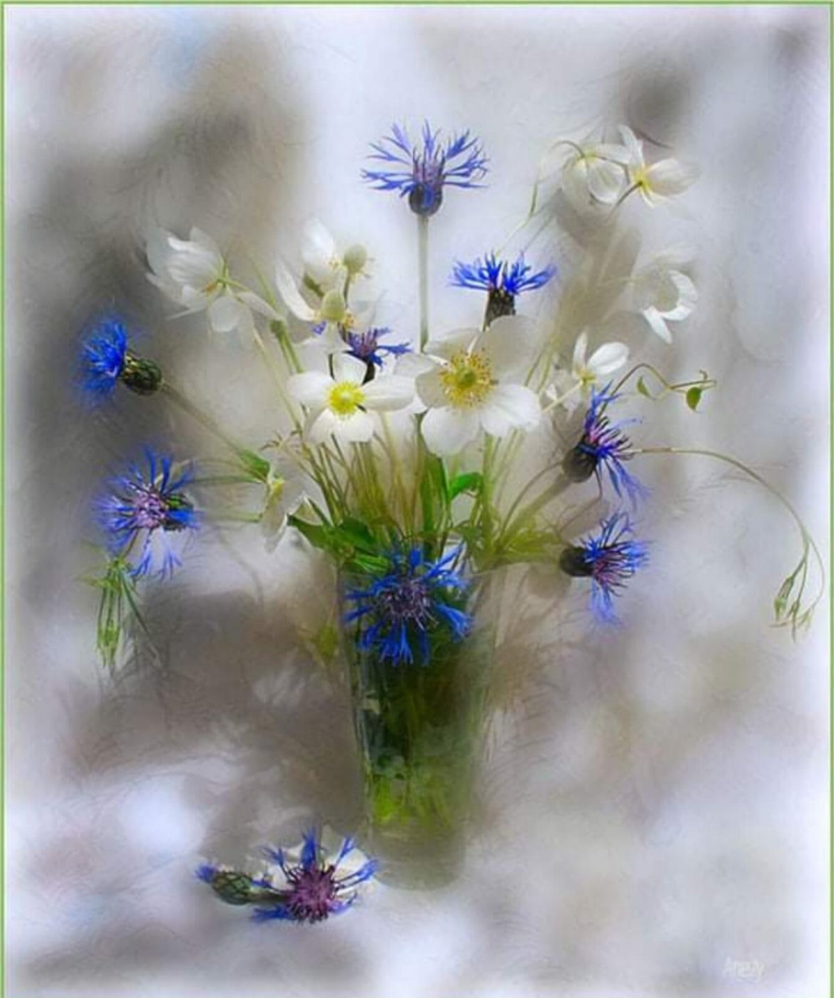 Васильки белые цветы