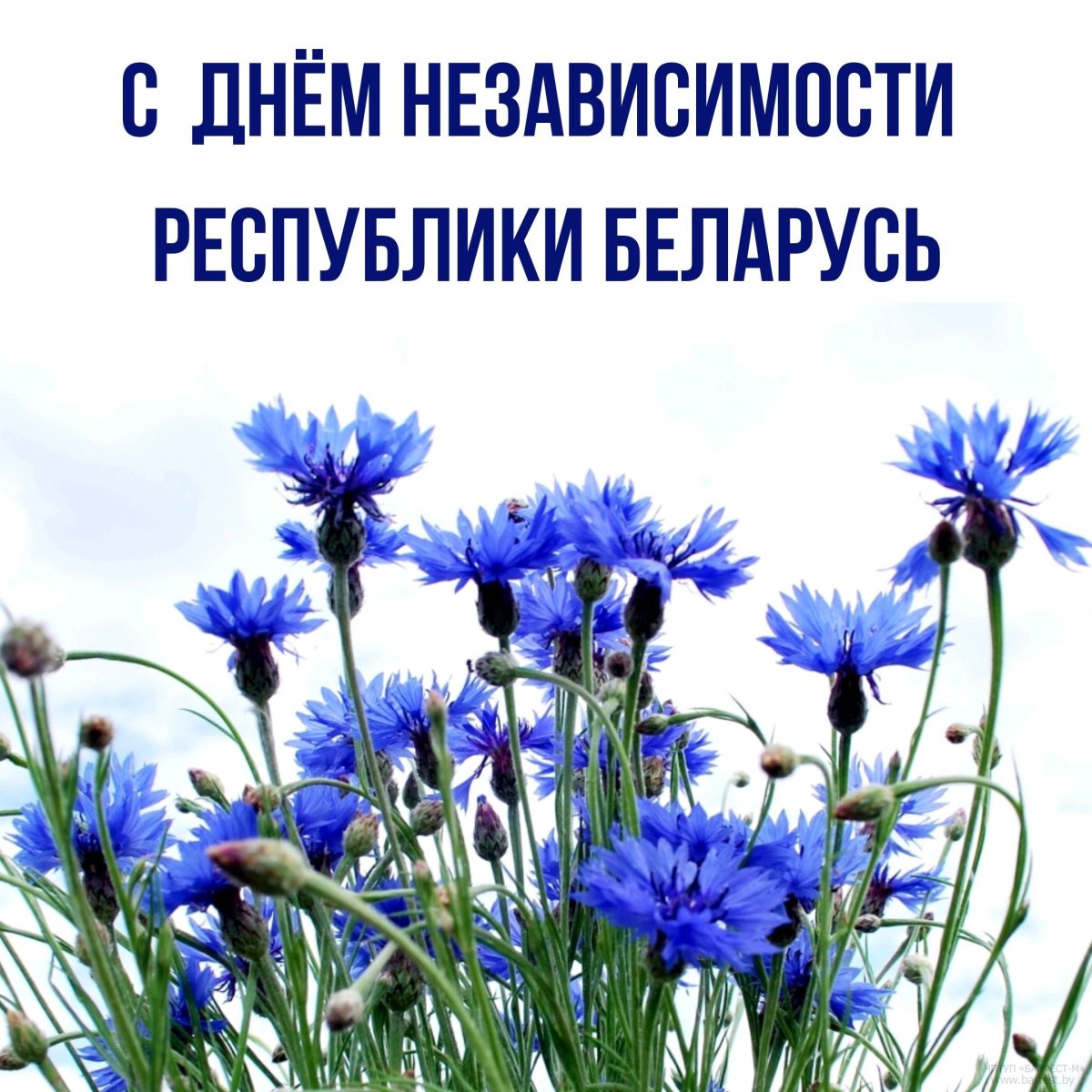 Василек синий полевой