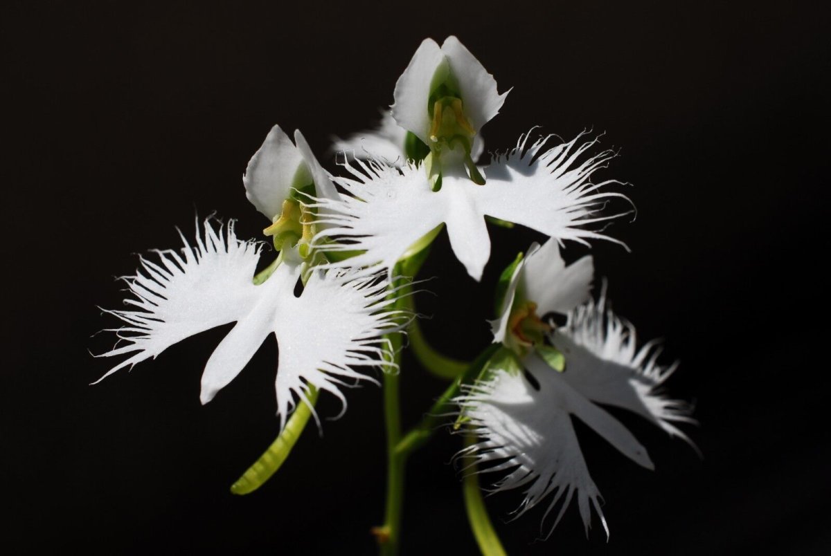 Орхидея «большая белая цапля» (Habenaria Radiata)