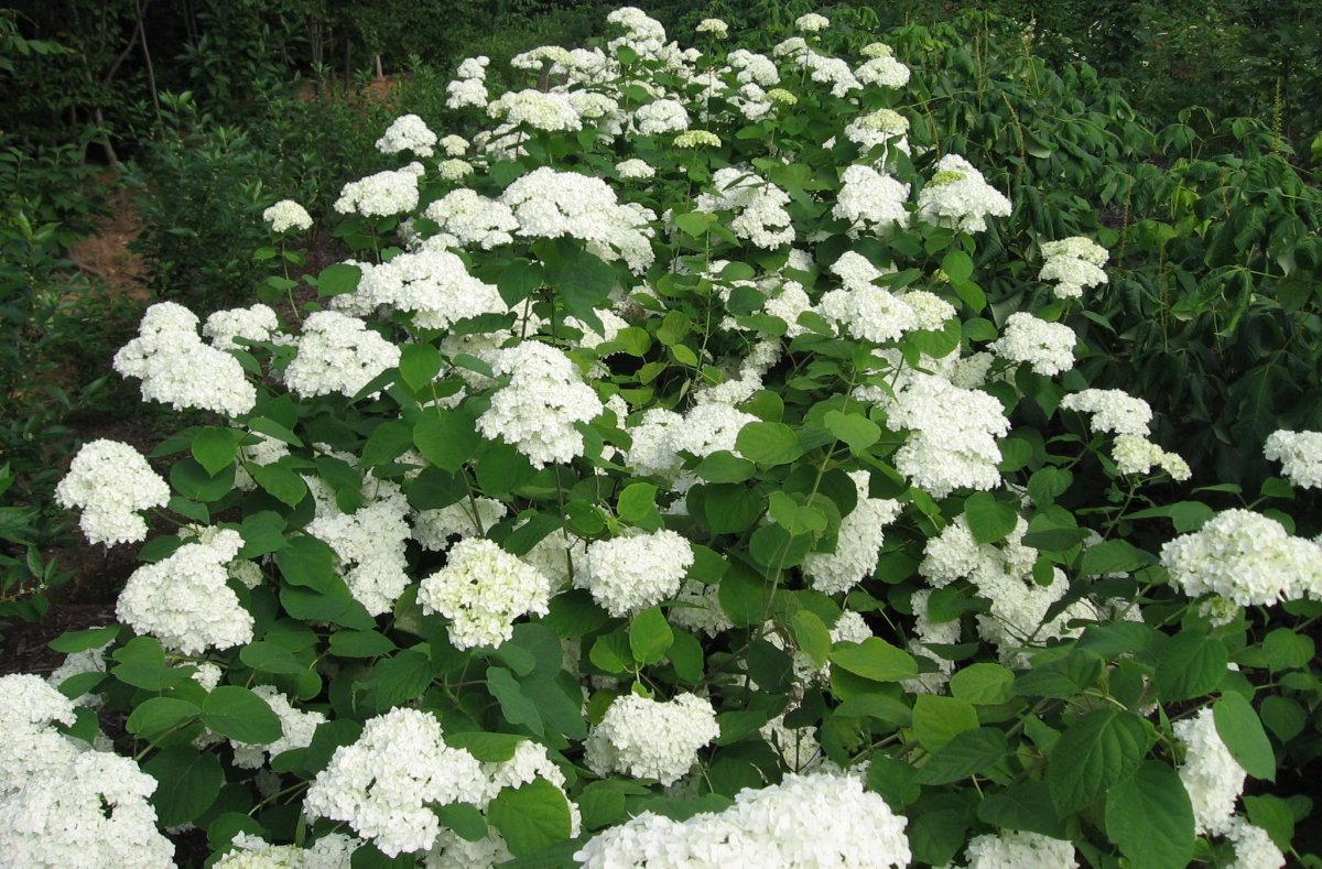 Гортензия древовидная grandiflora