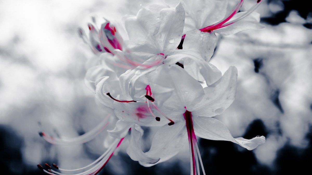 Белые японские цветы