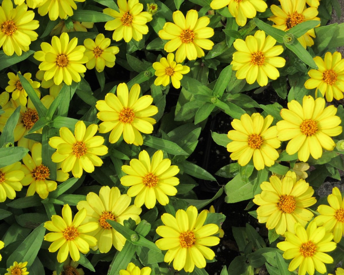 Желтые цветы однолетники