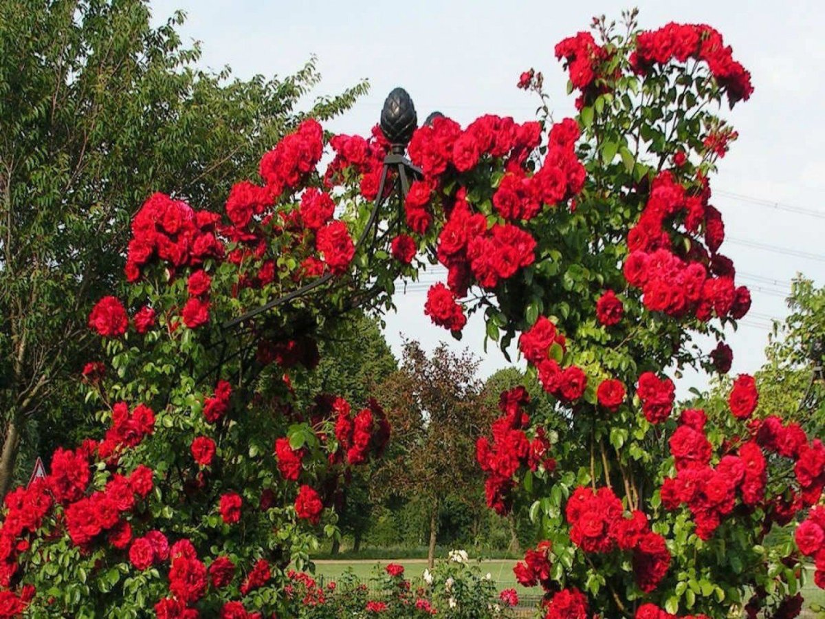 Роза РАМПИКАНТЕ (плетистая)