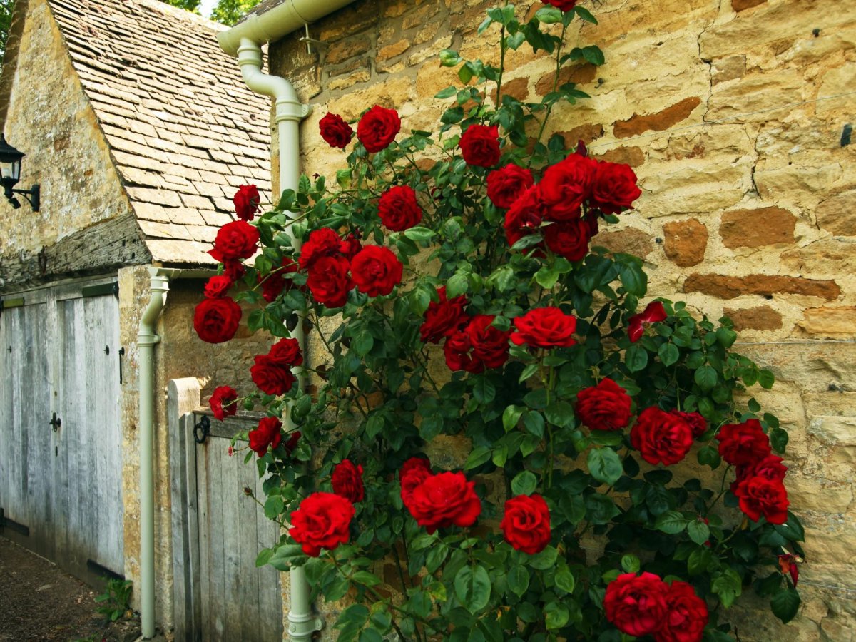 Плетистая роза с красными цветами