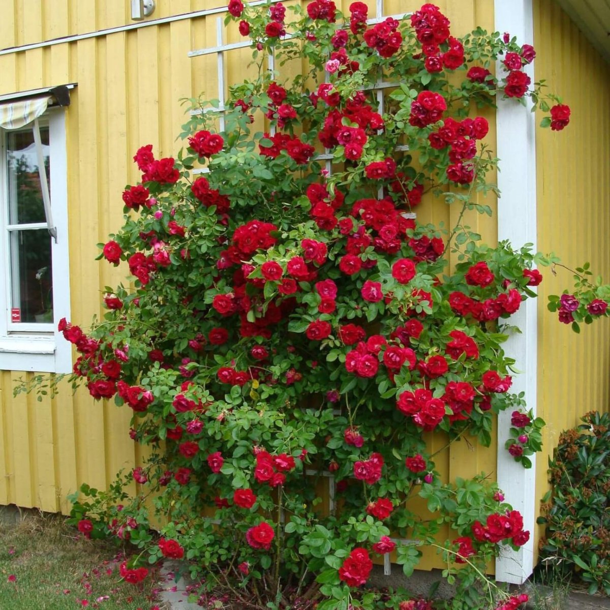 Фламентанц плетистая роза
