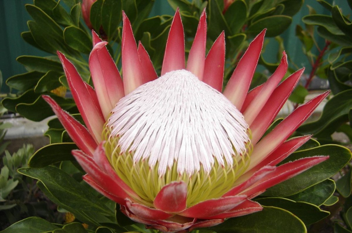 Цветок King Protea
