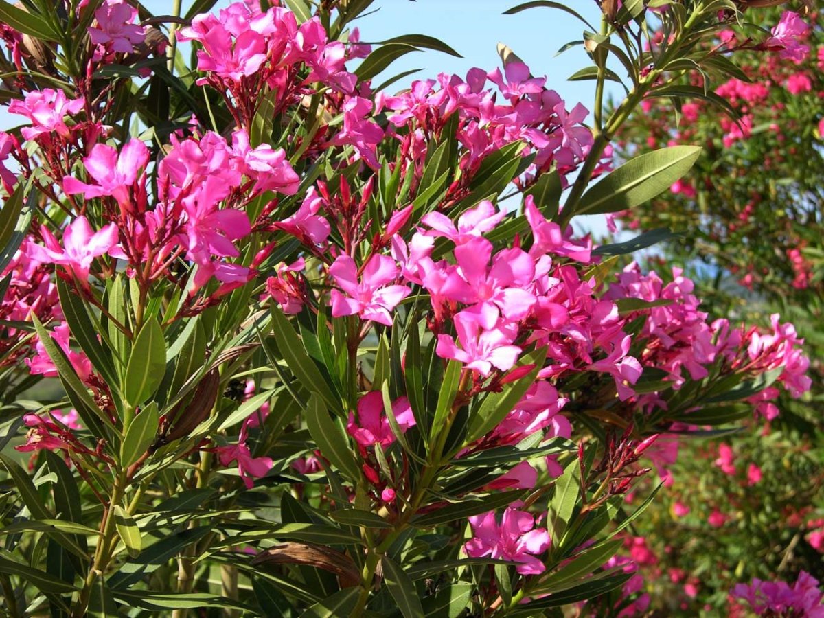Ядовитое южное растение с красивыми цветами