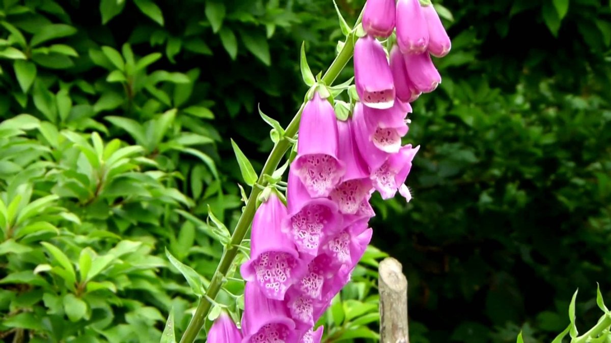 Наперстянка reddish Foxglove
