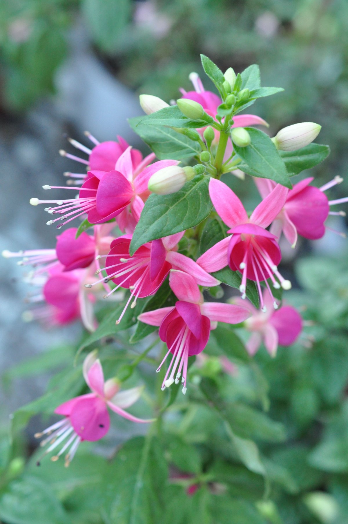 Фуксия (Fuchsia) Cherry