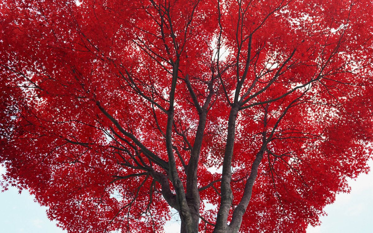 Красное дерево с белыми цветами