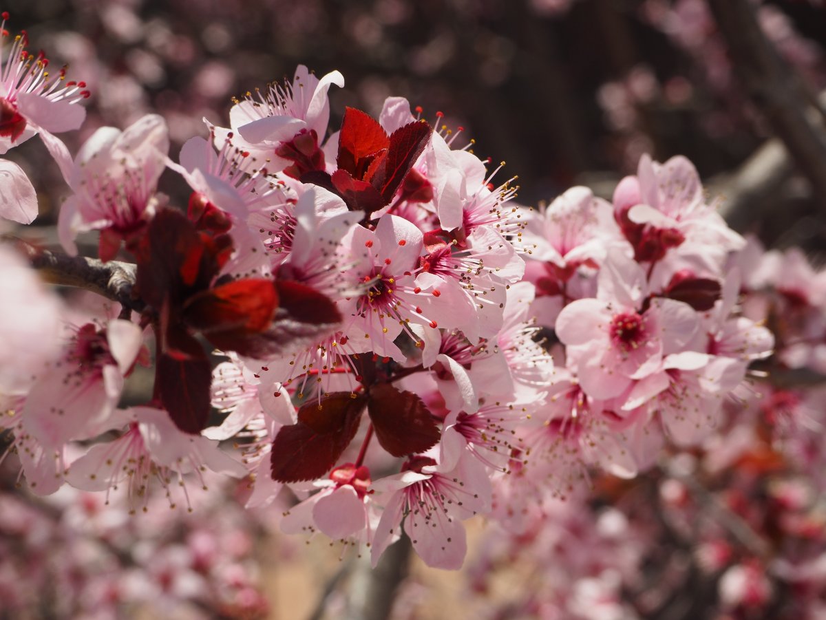 Red Cherry Tree цветение