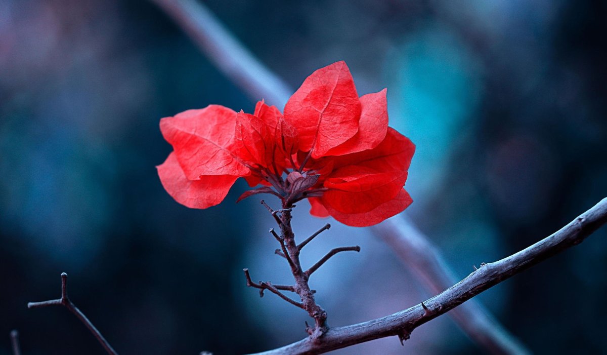 Красная природа