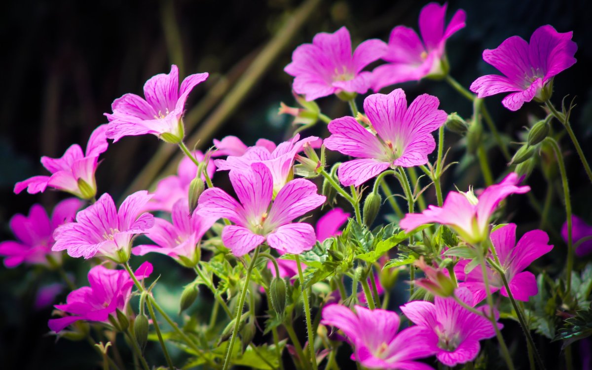 Petals герань