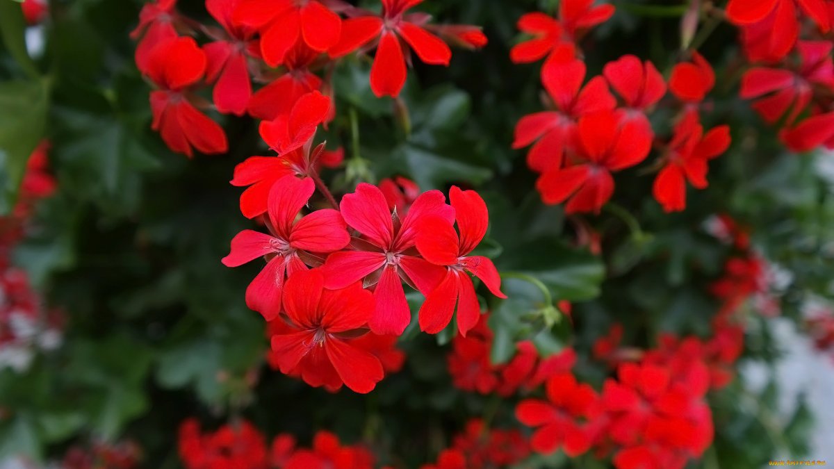 Герань красная (Geranium sanguineum)