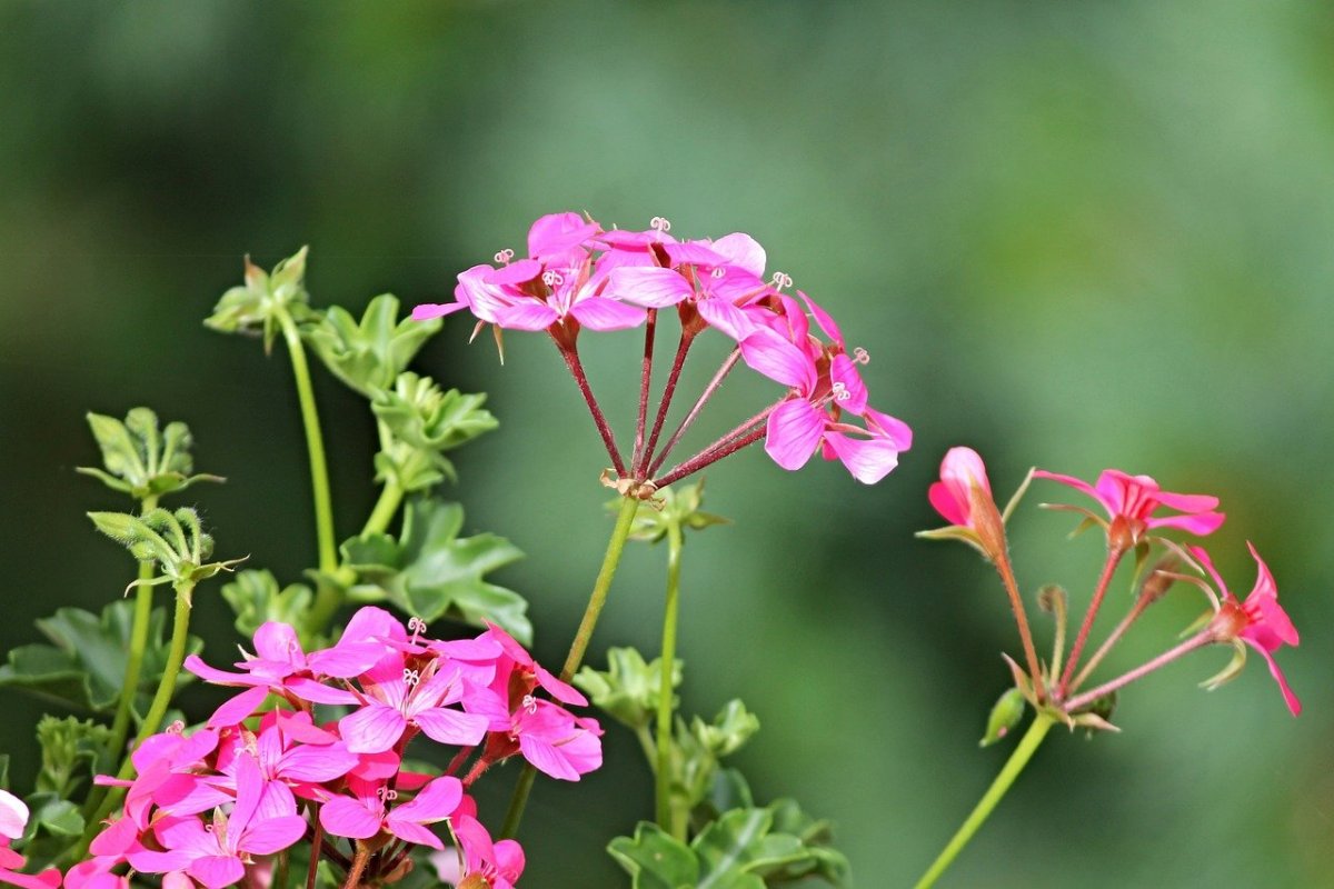 Герань splendens