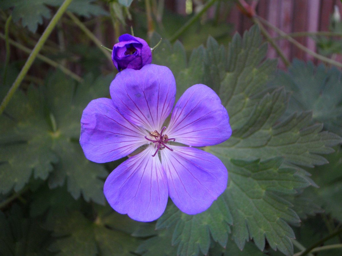 Герань Geranium splendens