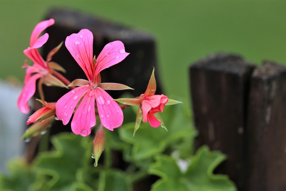 Пеларгониум розовый (Pelargonium Roseum)