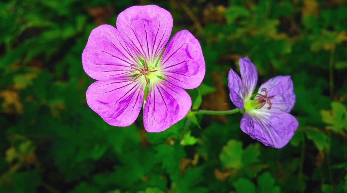 Герань Geraniaceae