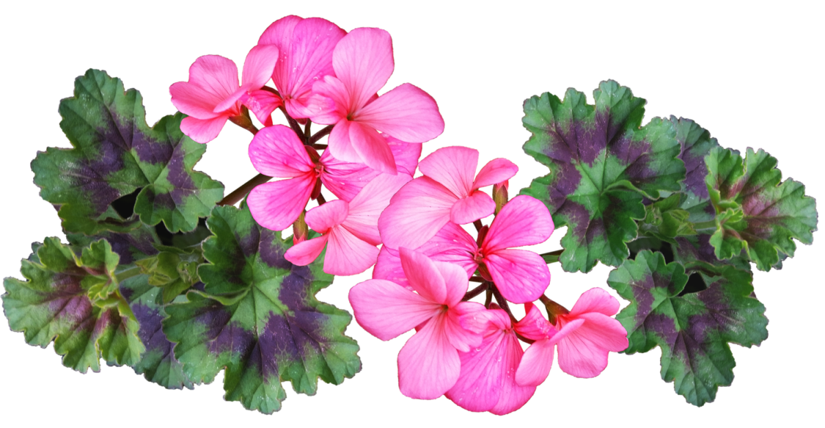 Pink Champagne пеларгония
