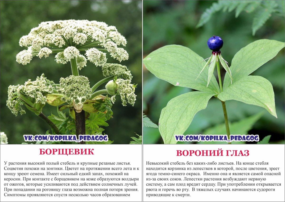 Опасные растения Краснодарского края