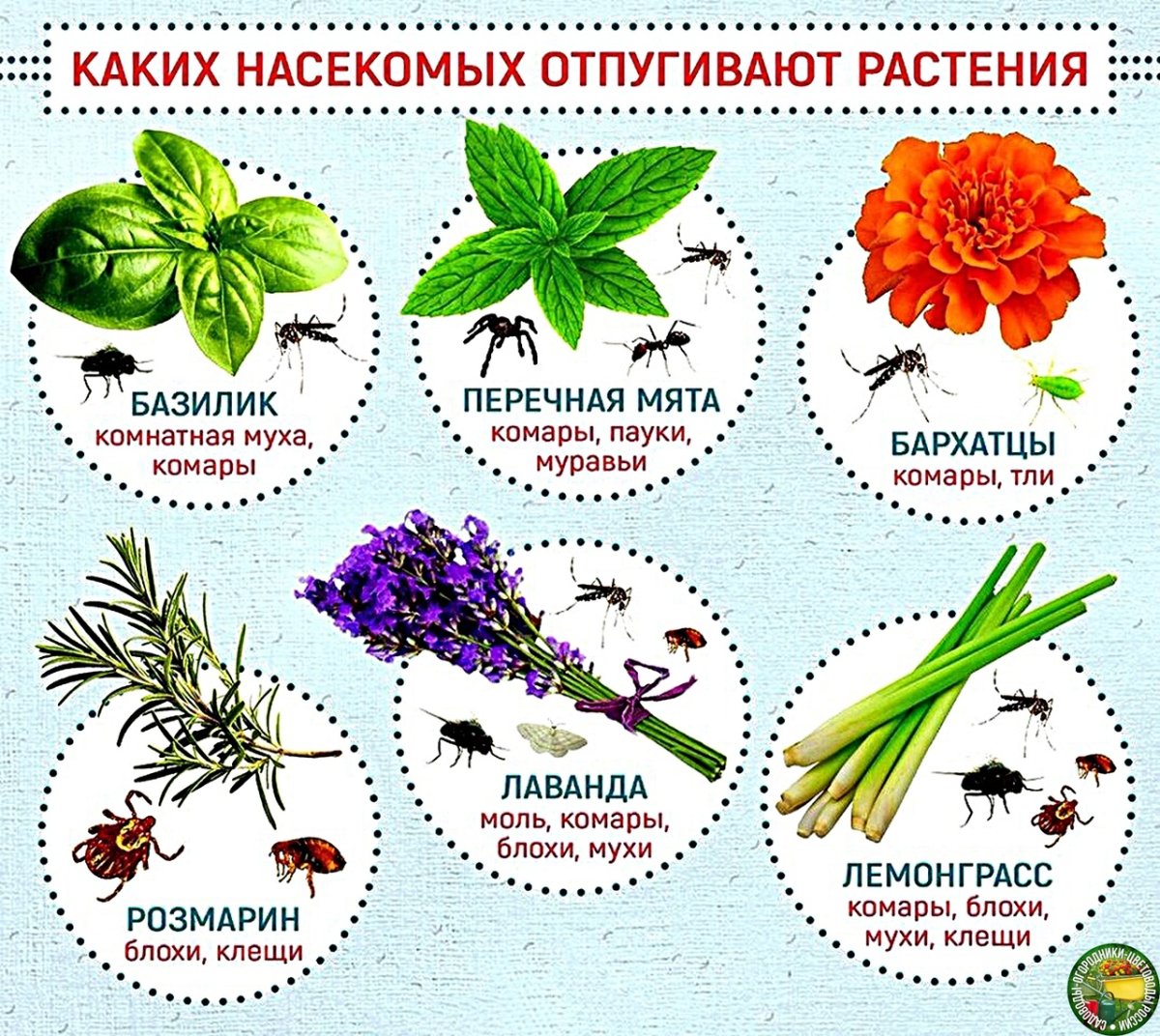 Цветы которые отпугивают насекомых