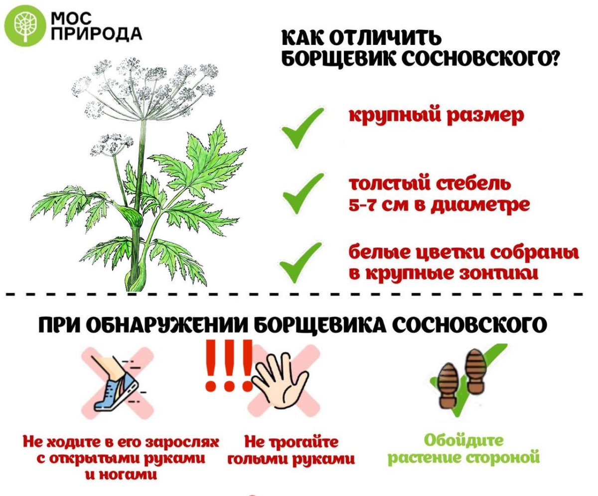 Борщевик Сосновского ожоги