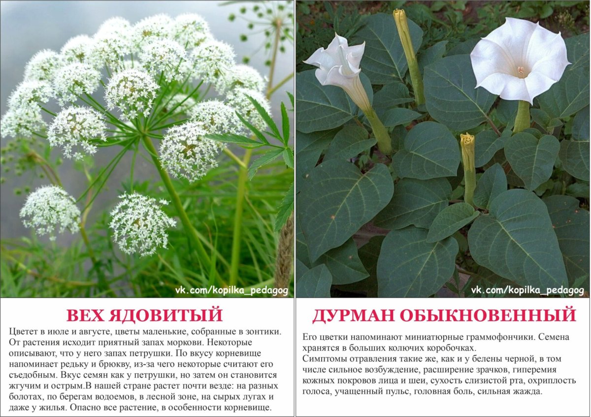 Опасные растения России