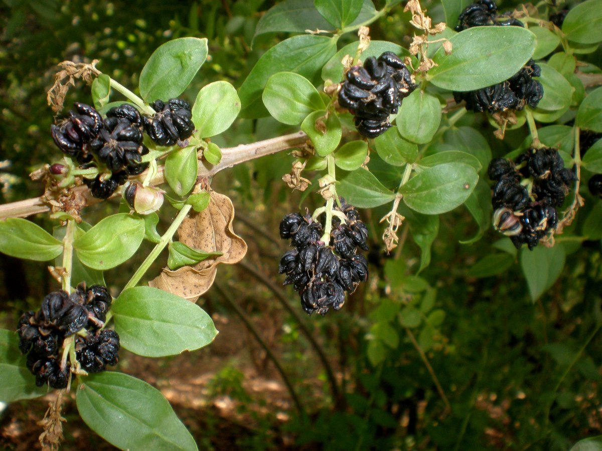 Coriaria myrtifolia
