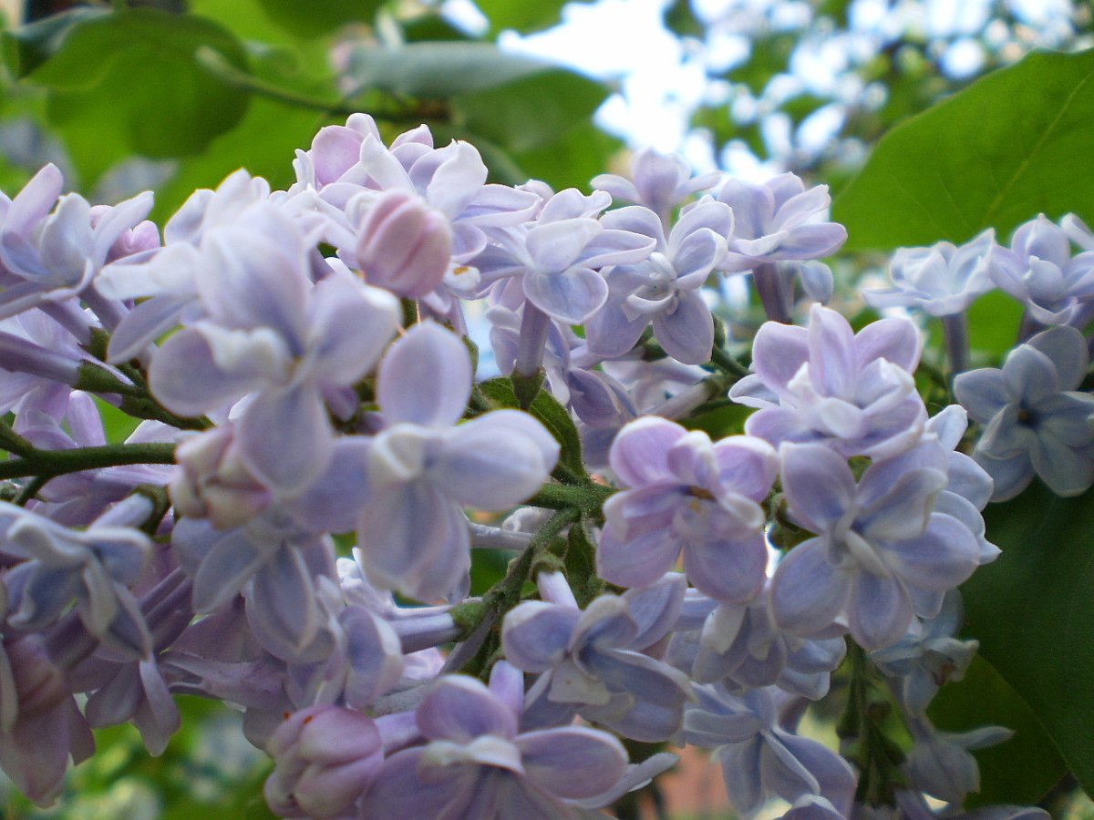 Сирень обыкновенная (Syringa vulgaris)