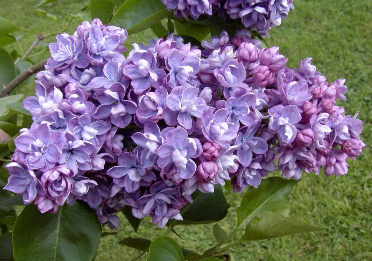 Сирень ами шот