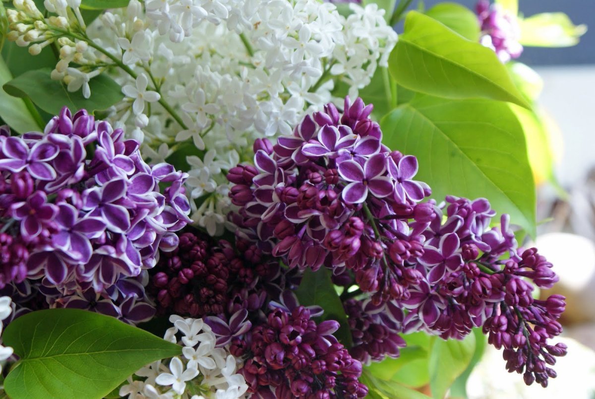 Syringa yunnanensis - сирень Юньнаньская