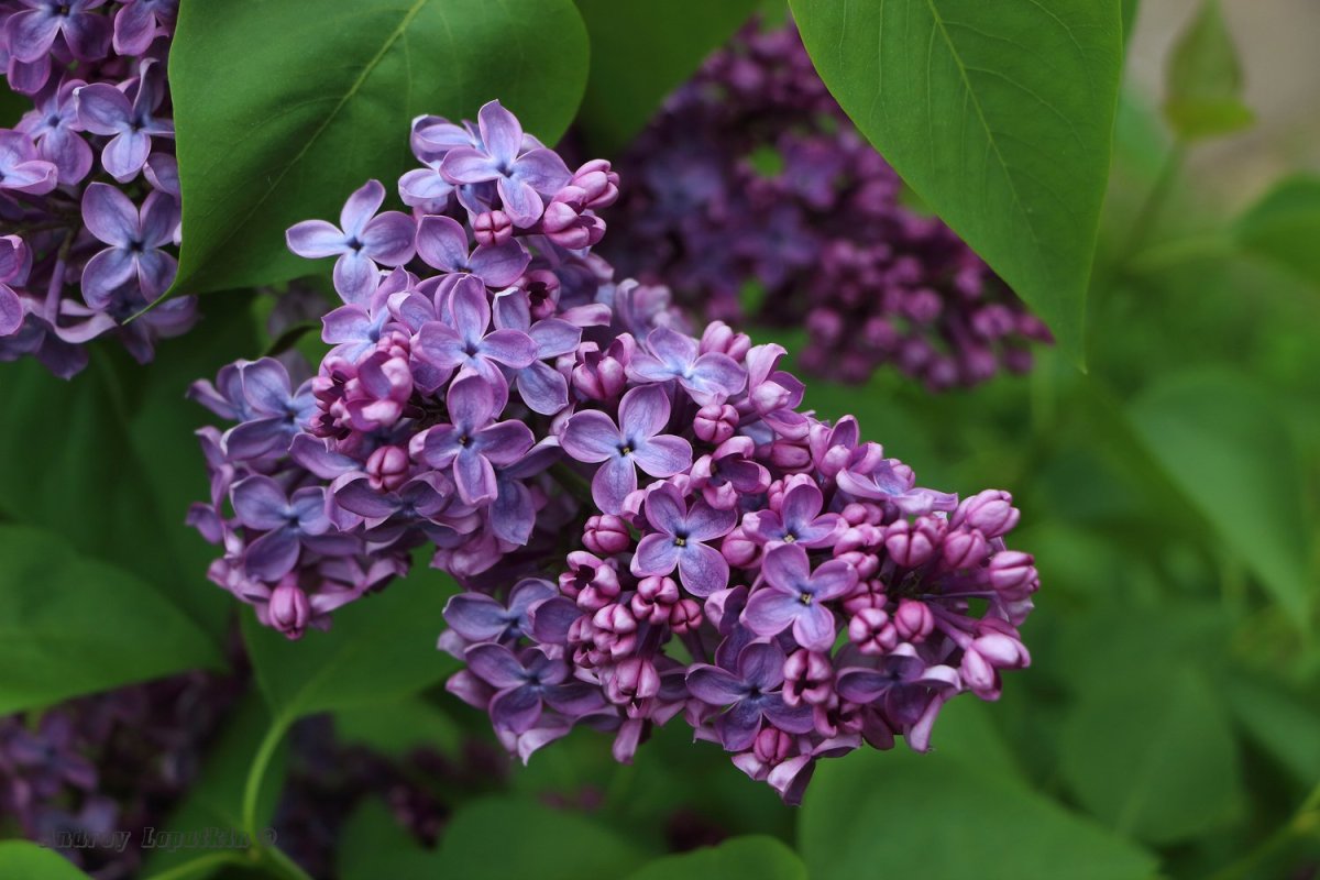 Сирень ами Шотт