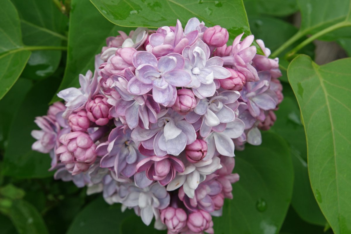 Сирень обыкновенная (Syringa vulgaris)