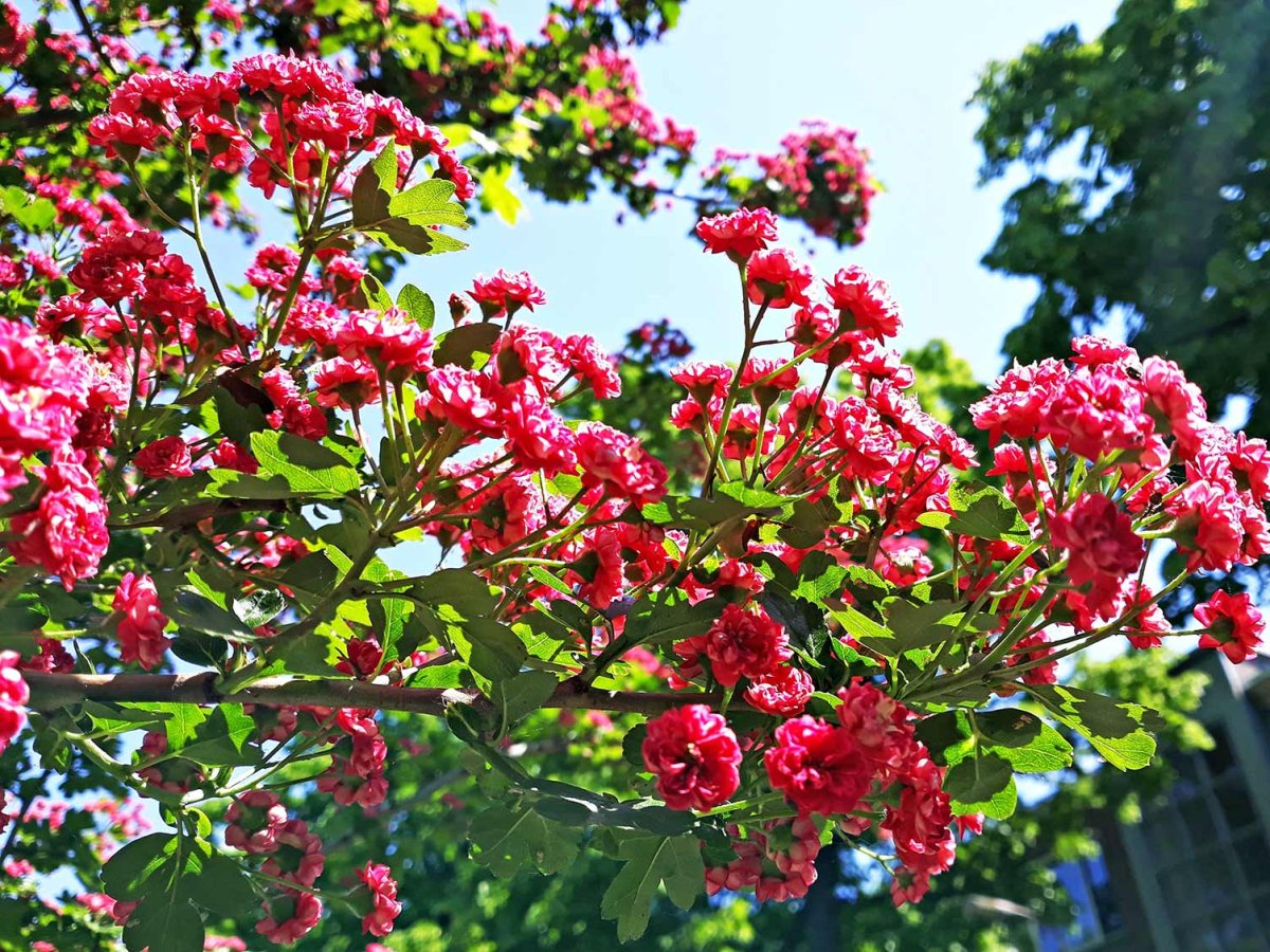 Hawthorn Crataegus laevigata 'Paul's Scarlet' Blooms in May.
