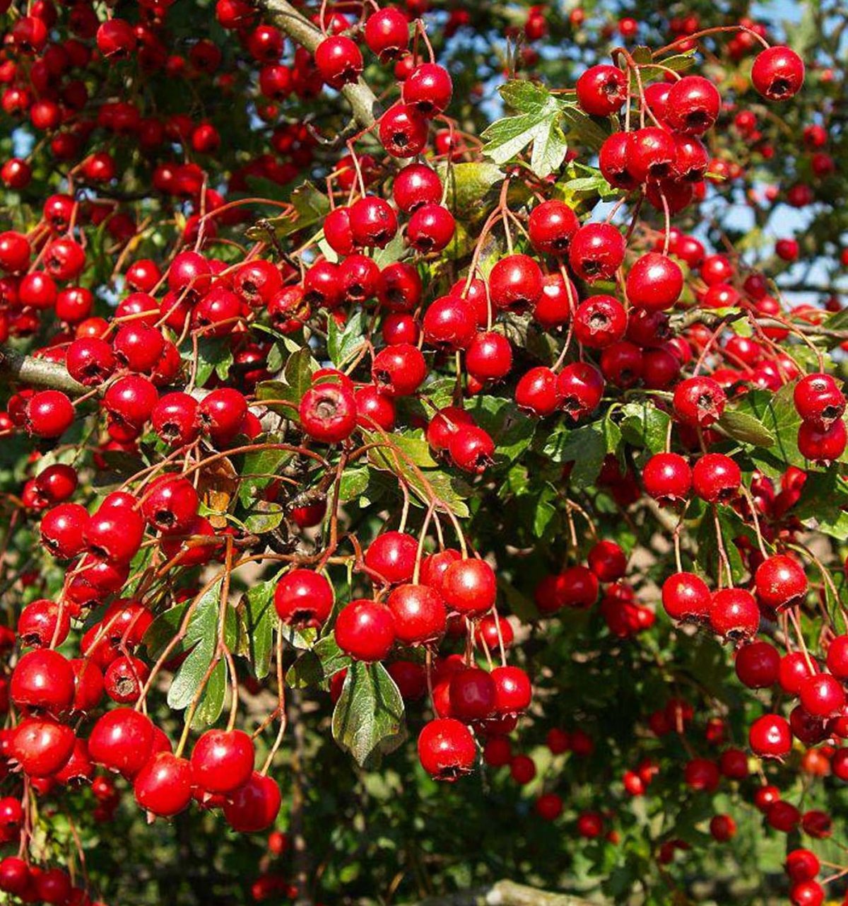 Боярышник Арнольда Crataegus arnoldiana