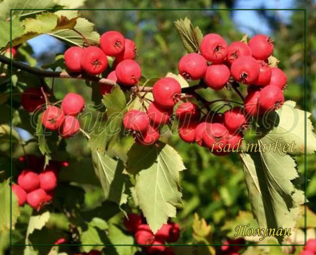 Боярышник Арнольда Crataegus arnoldiana