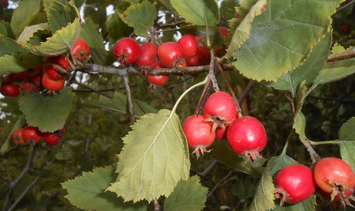 Боярышник (Crataegus oxyacantha)