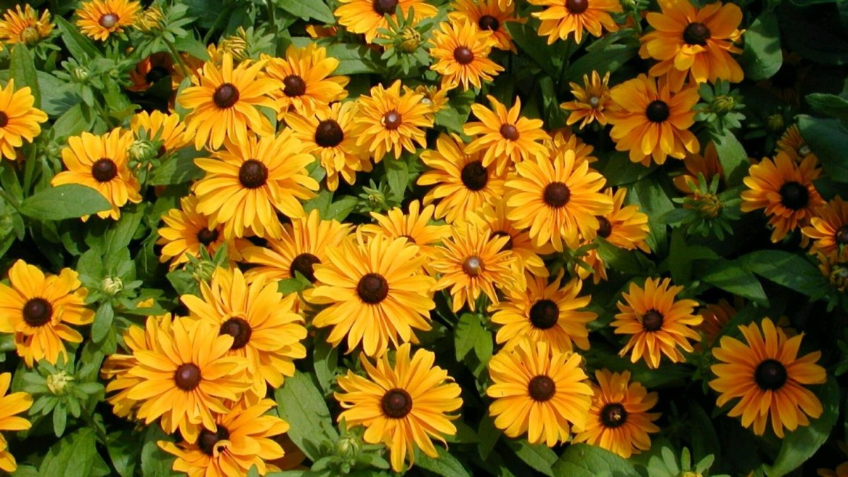 Рудбекия (Rudbeckia)