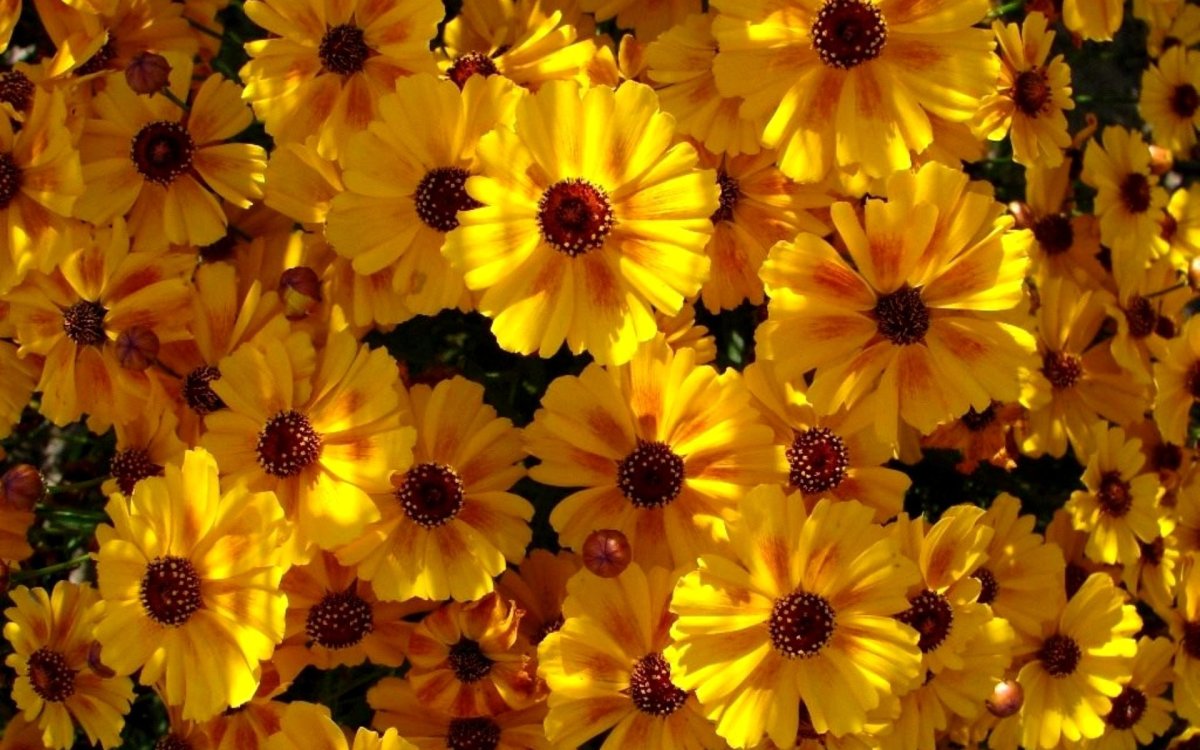 Кореопсис красильный (Coreopsis tinctoria)