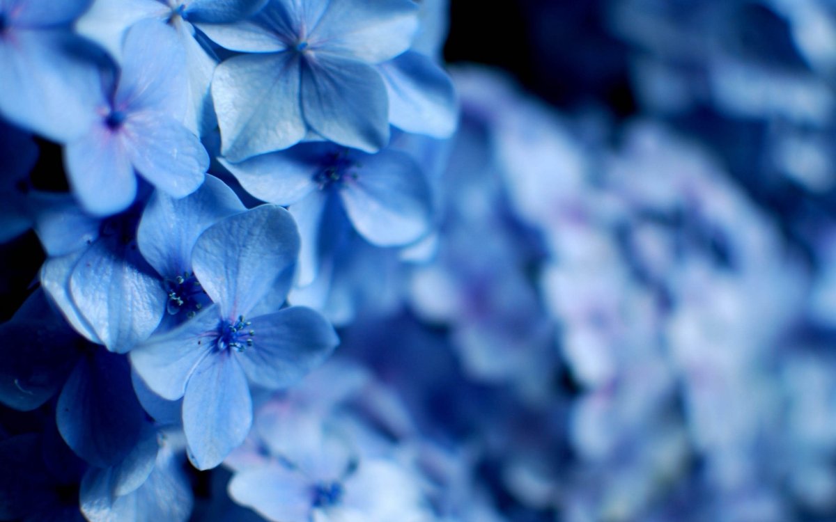 Цветок с голубыми цветами