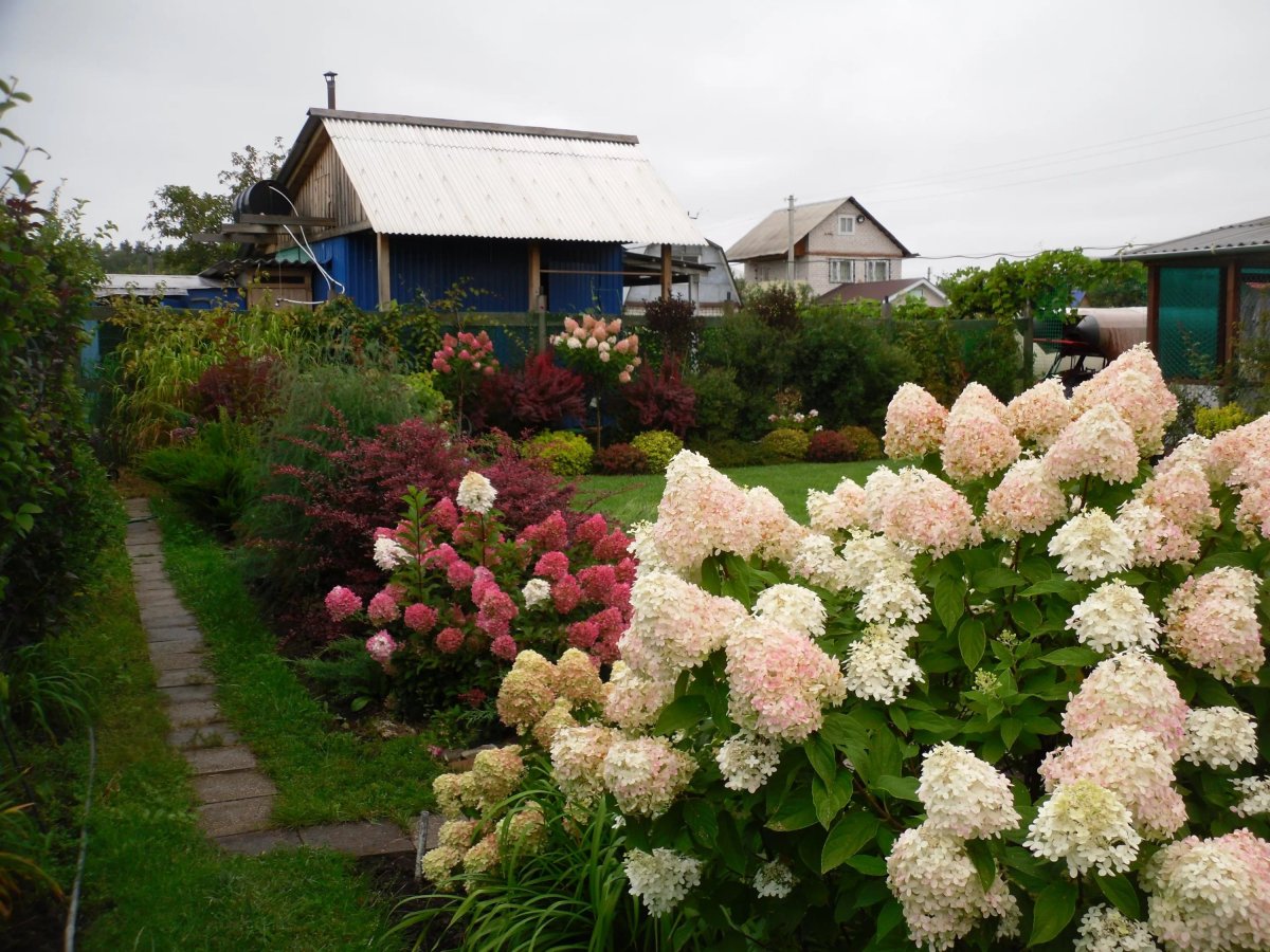 Гортензия метельчатая Perle de Festival