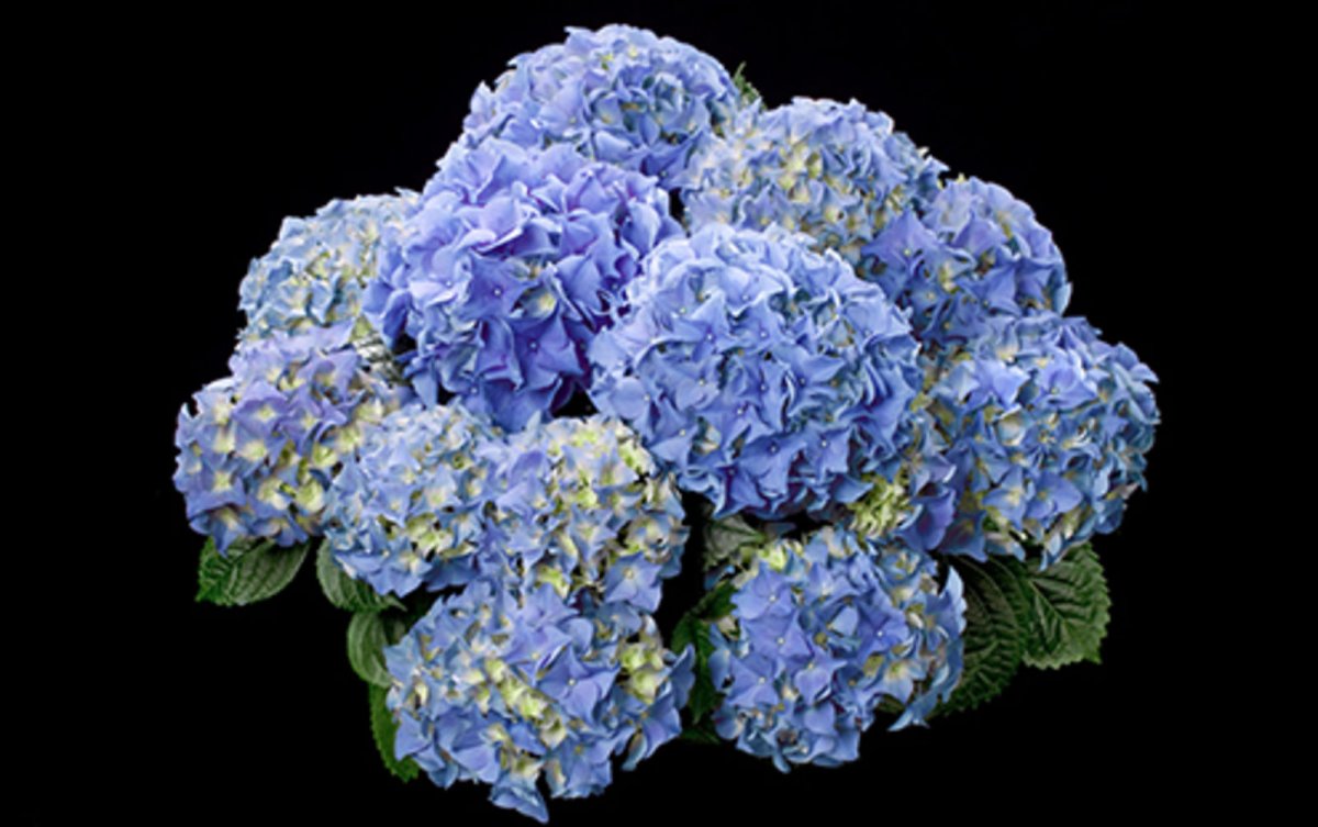 Гортензия крупнолистная early Blue
