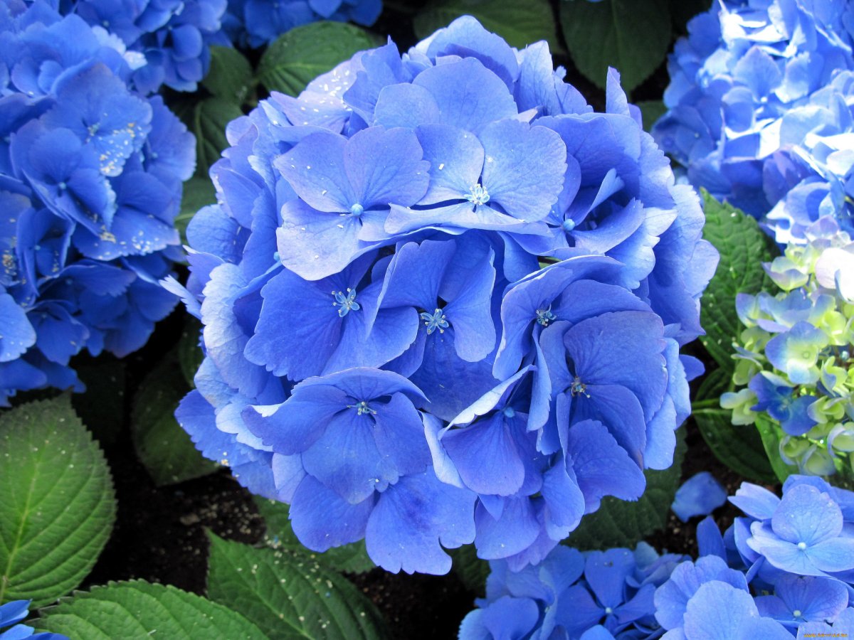 Florentina Blue гортензия