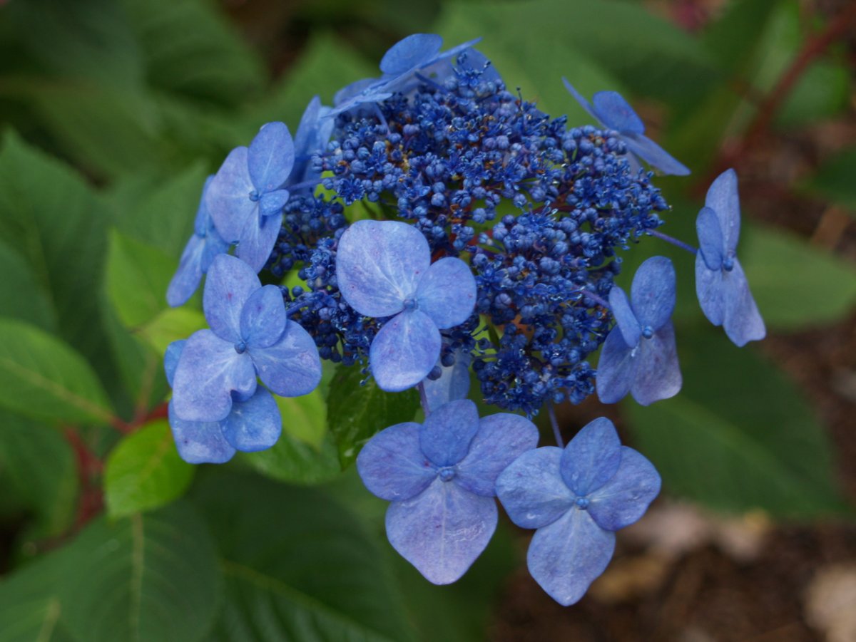 Гортензия крупнолистная Blaumeise