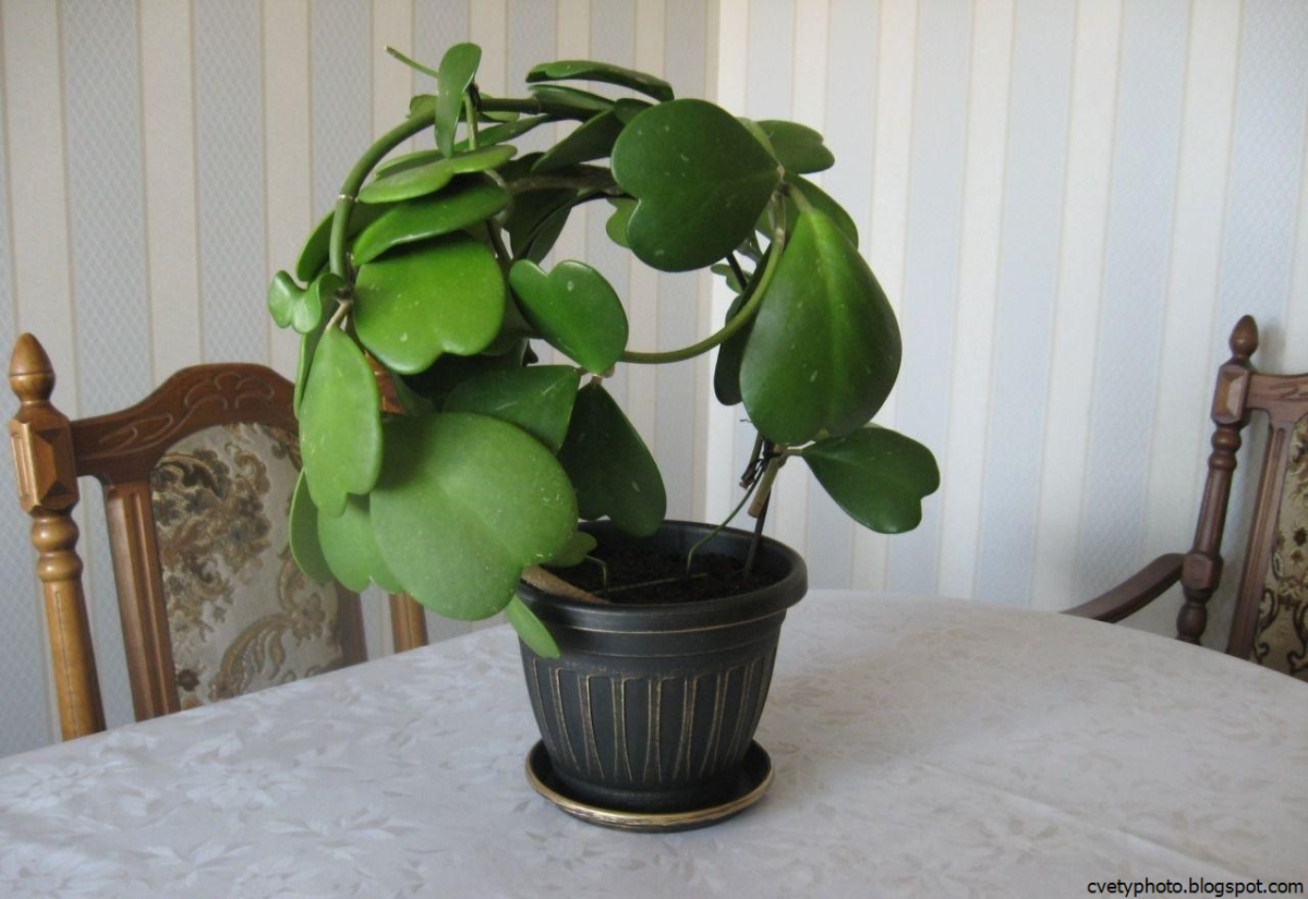 Суккулент Хойя Керри