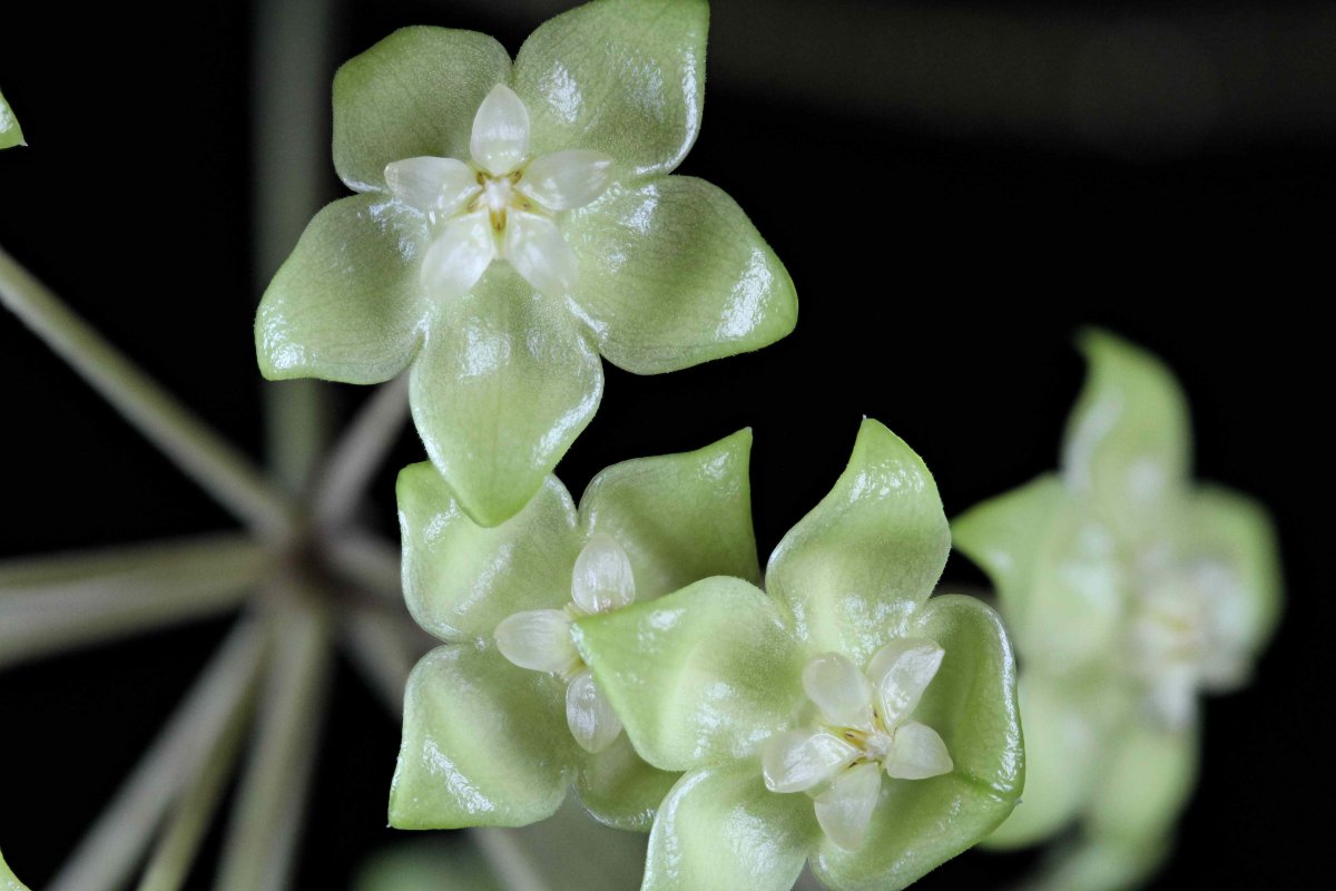 Hoya forbesii