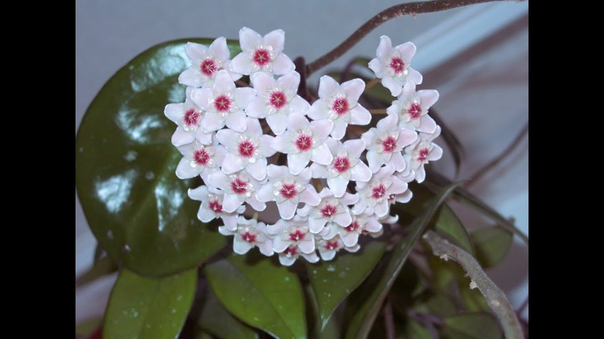 Hoya Карноза