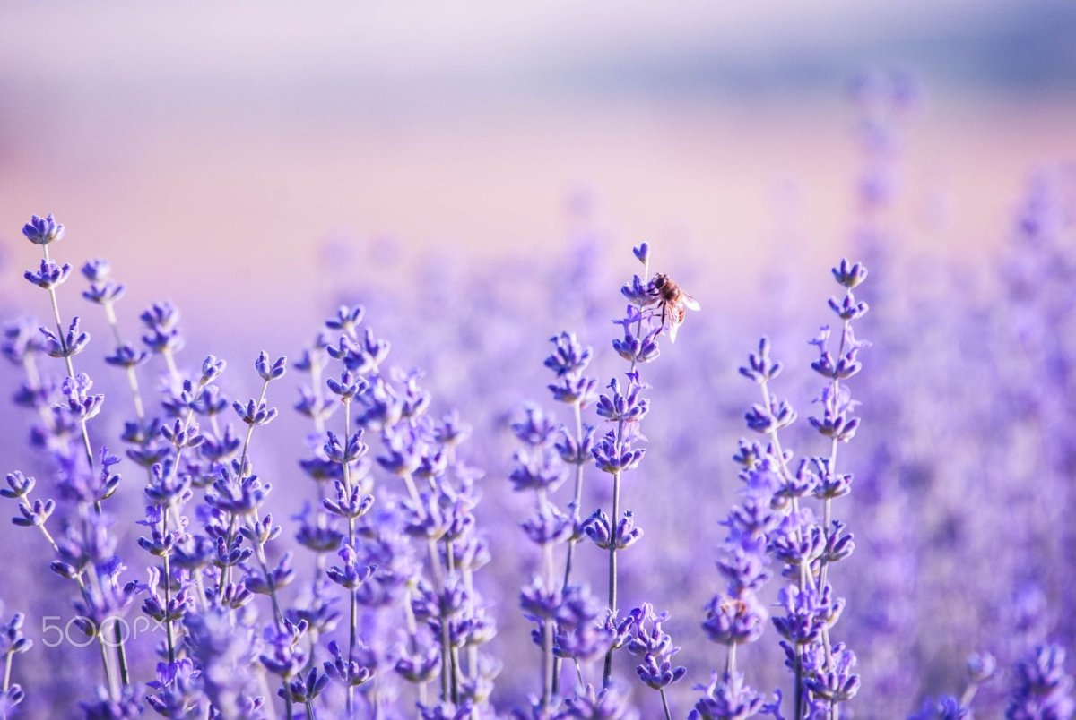 Lavender Wallpaper aesthetic