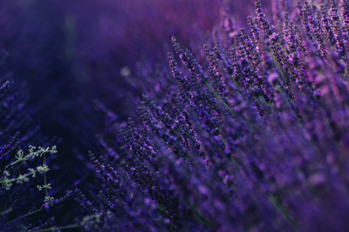 Лаванда Valence Deep Violet