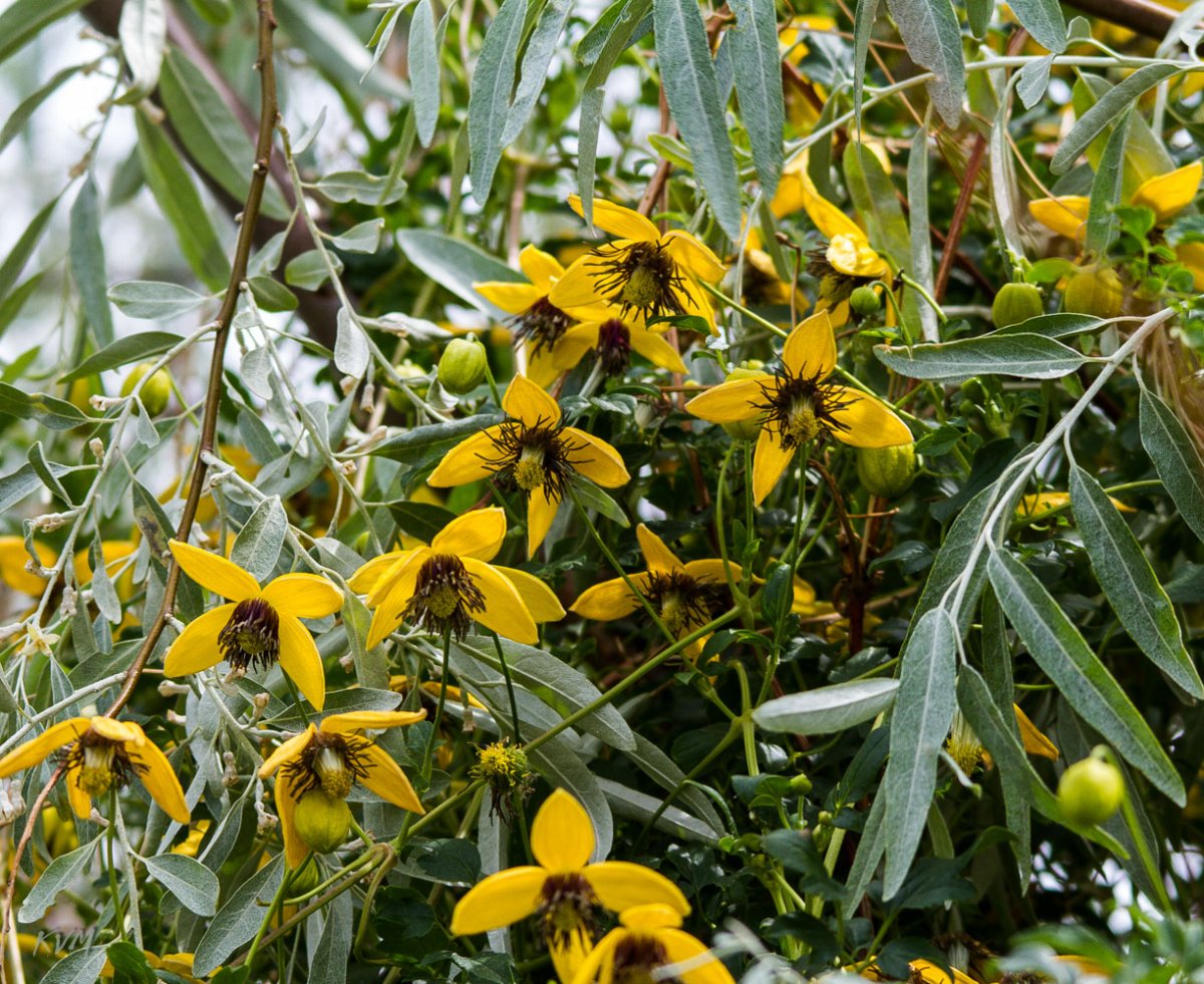 Clematis orientalis – Ломонос Восточный.